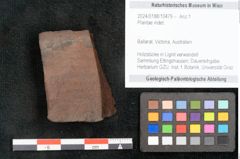 Foto (Objekt + Etikett) von Plantae indet.  (NHMW-GEO-2024-0188-10479)